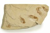 Three Cretaceous Fossil Shrimp - Lebanon #323742-1
